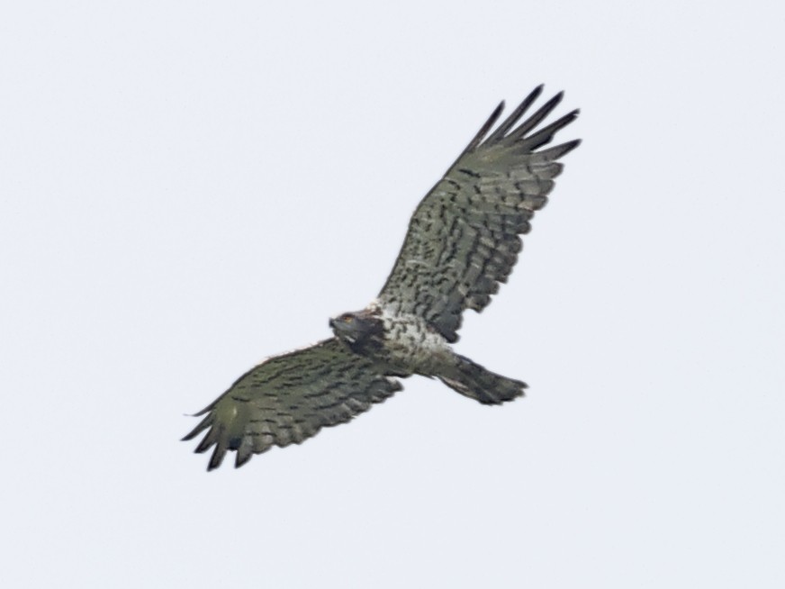 orlík krátkoprstý - ML643413325