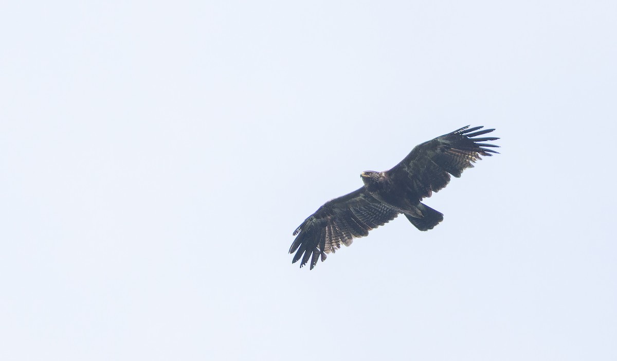 Lesser Spotted Eagle - ML643413327