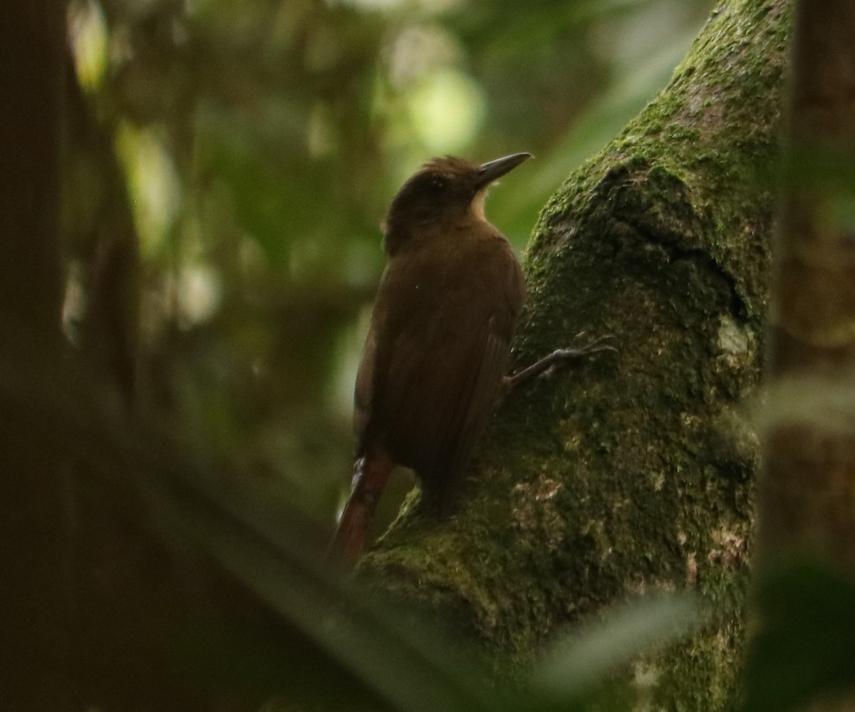 Plain-winged Woodcreeper - ML643413333
