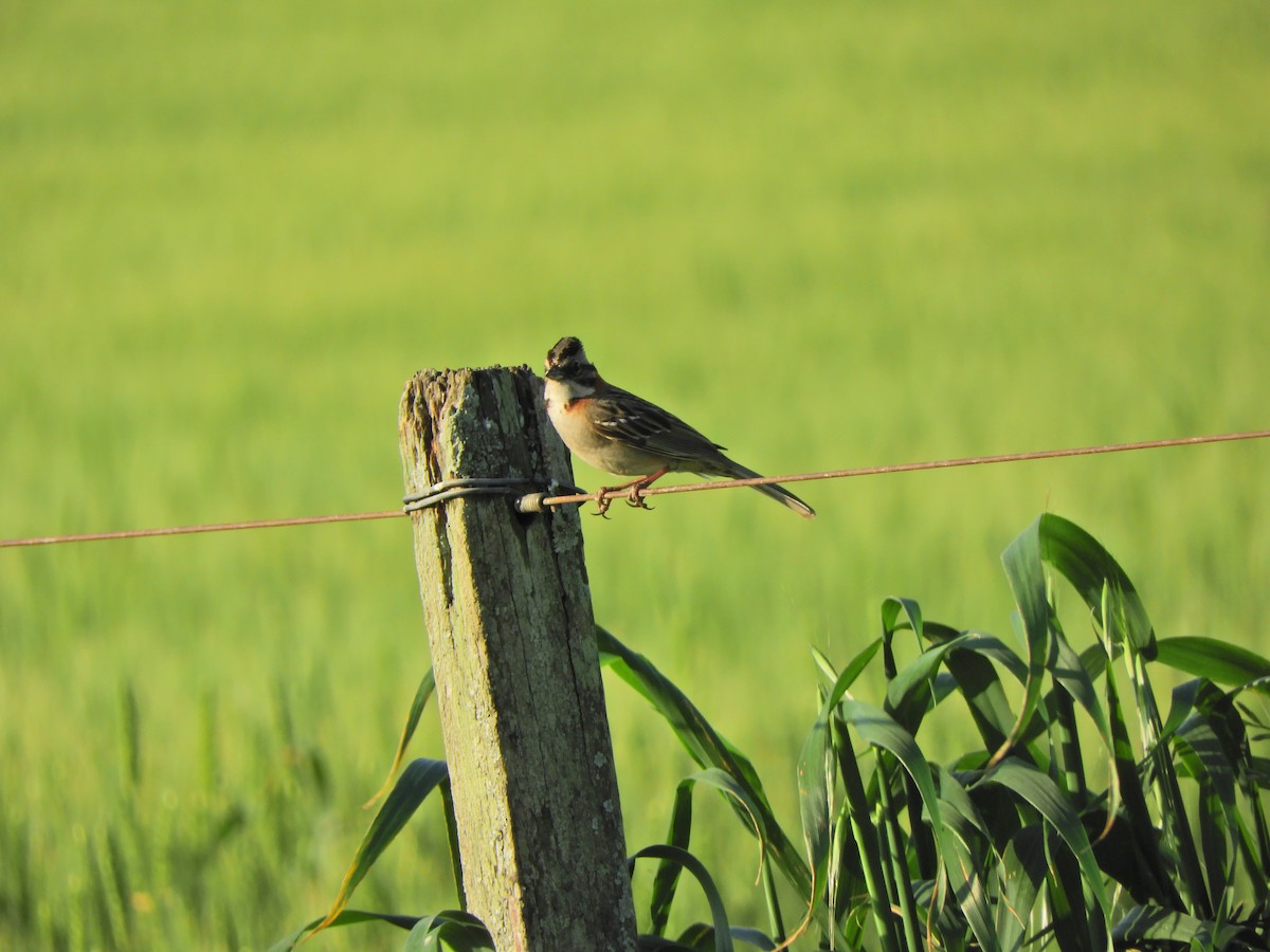 Rufous-collared Sparrow - ML643413335