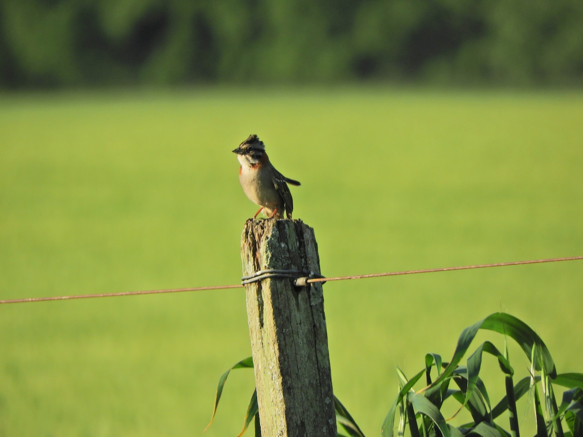 Rufous-collared Sparrow - ML643413336