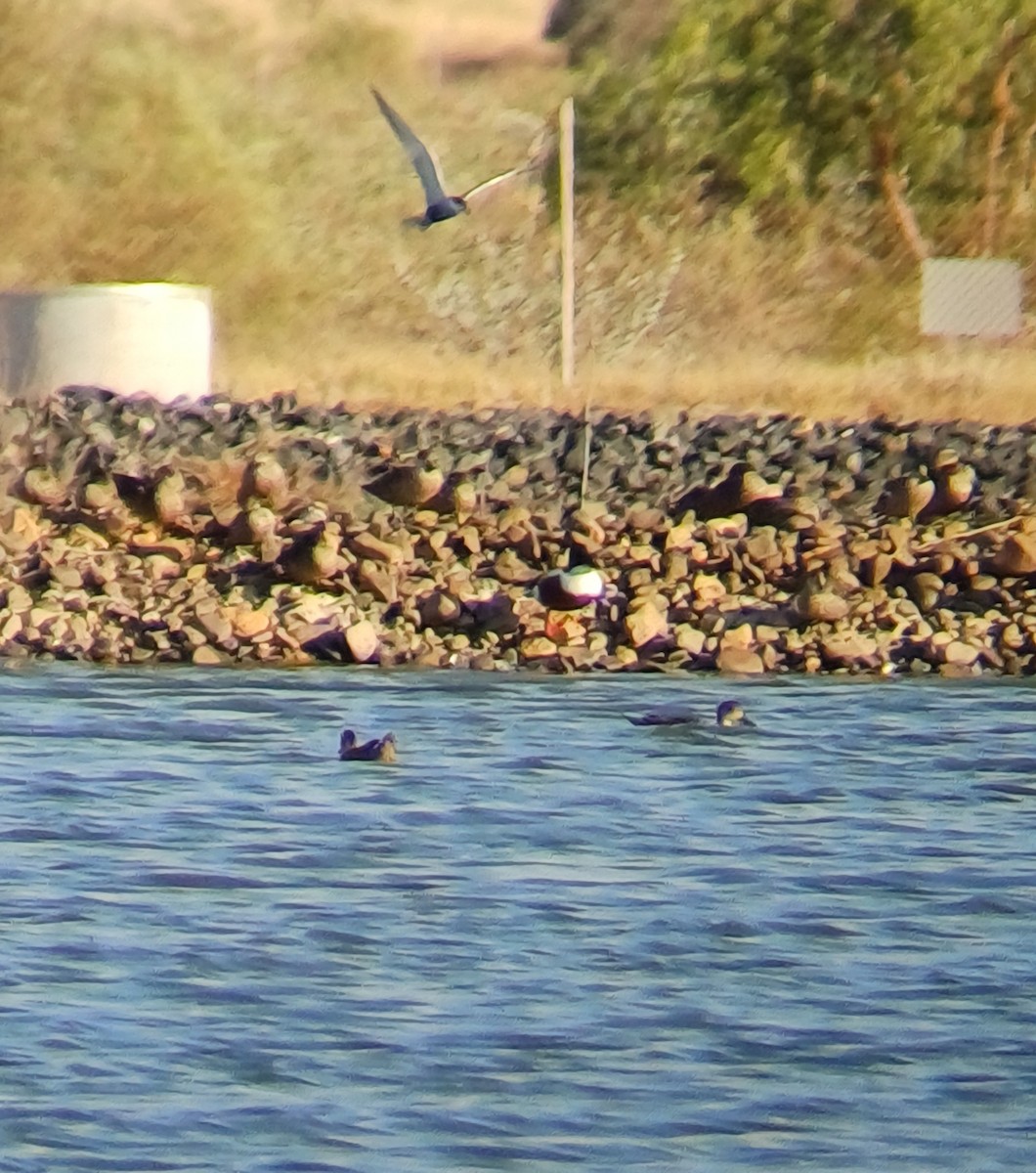 Northern Shoveler - ML643413337