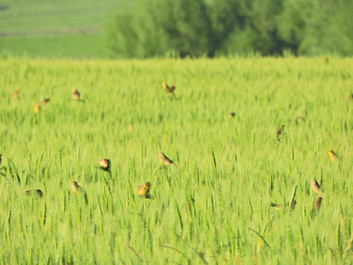 Grassland Yellow-Finch - ML643413369