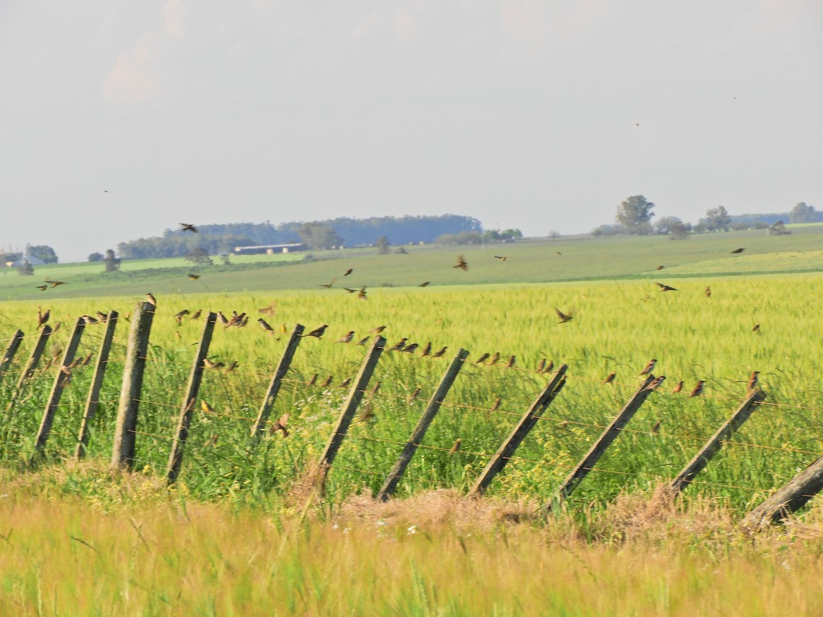 Grassland Yellow-Finch - ML643413370