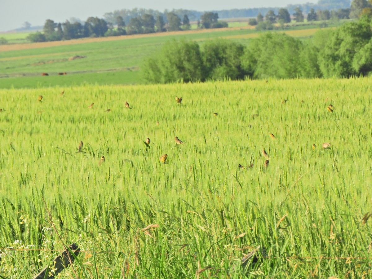 Grassland Yellow-Finch - ML643413371