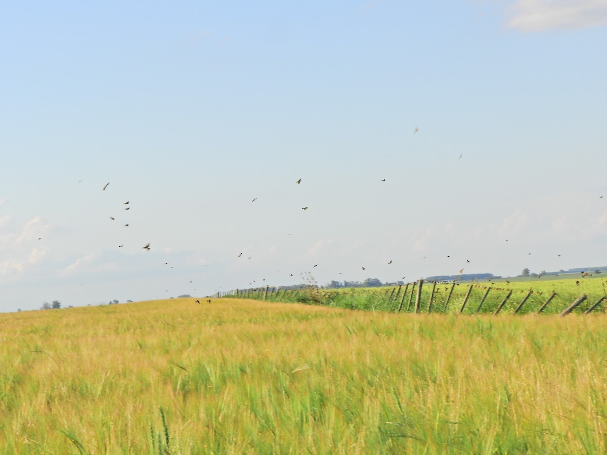 Grassland Yellow-Finch - ML643413372