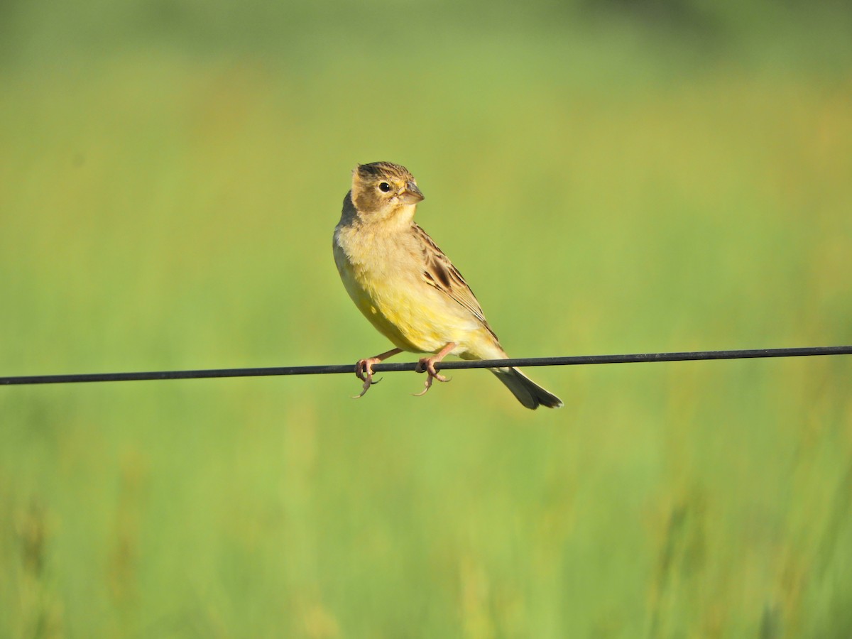 Grassland Yellow-Finch - ML643413373