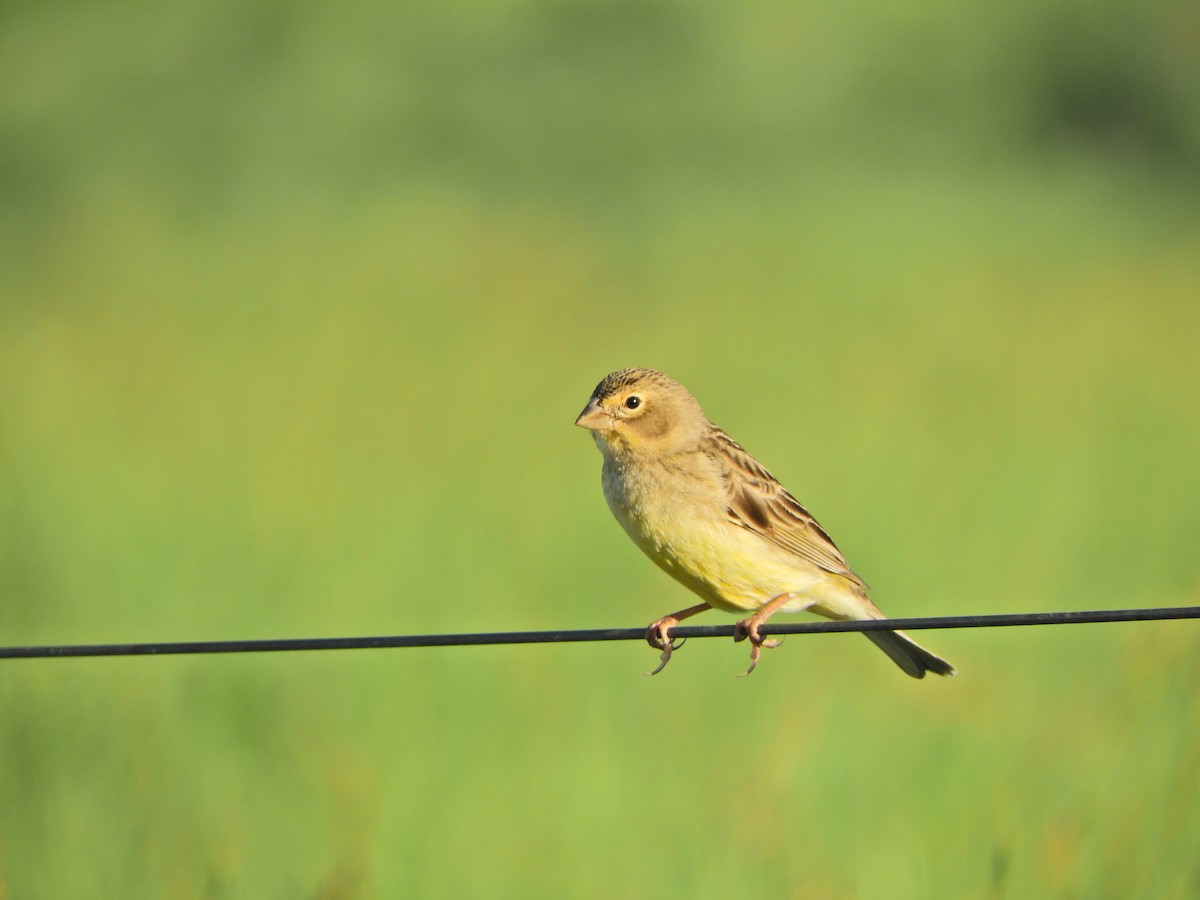 Grassland Yellow-Finch - ML643413374