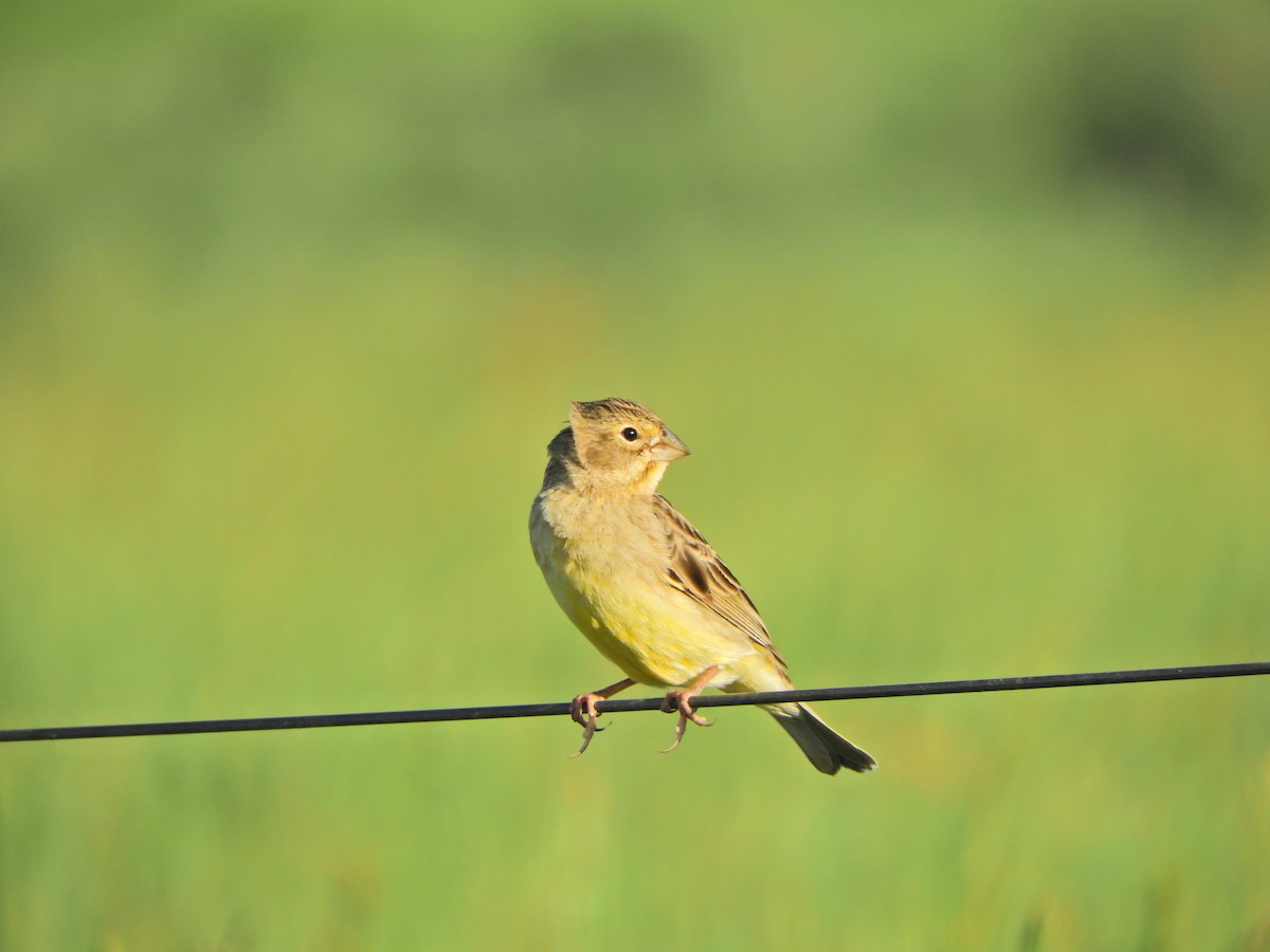 Grassland Yellow-Finch - ML643413375