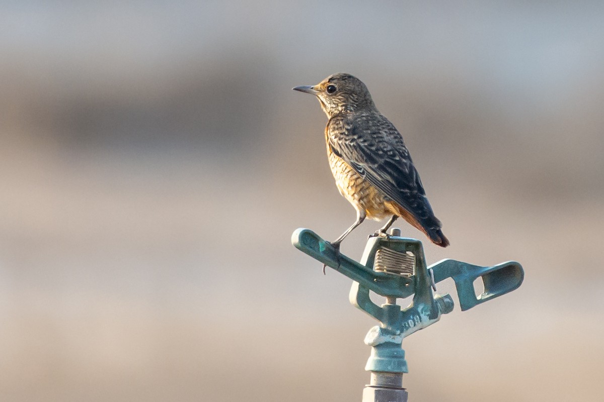 Rufous-tailed Rock-Thrush - ML643413377