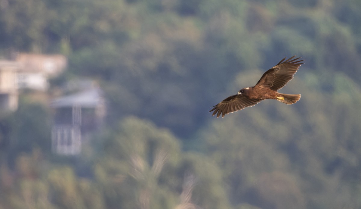 Western Marsh Harrier - ML643413378