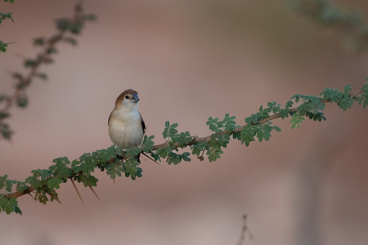 Indian Silverbill - ML643413381