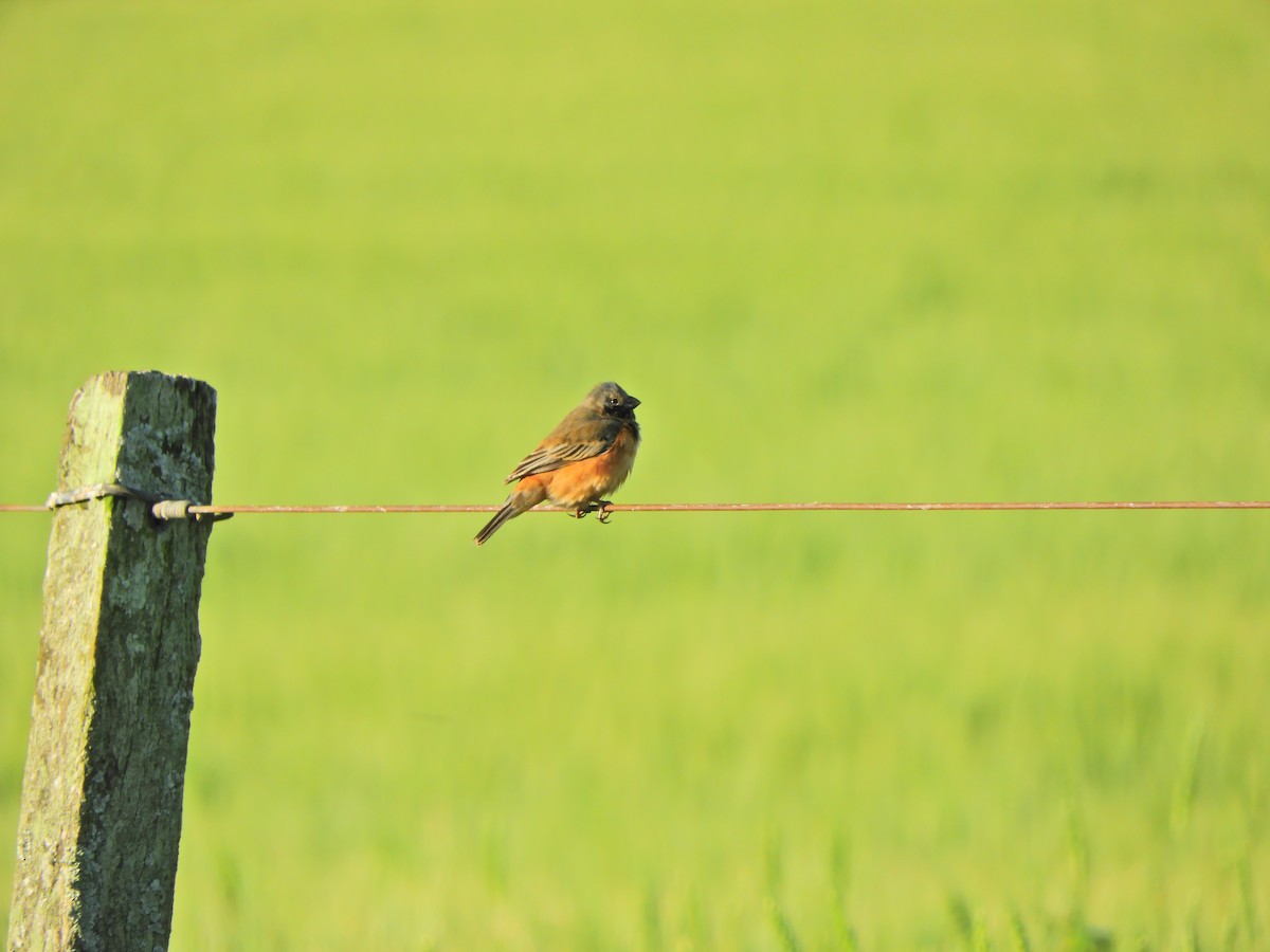 Dark-throated Seedeater - ML643413390