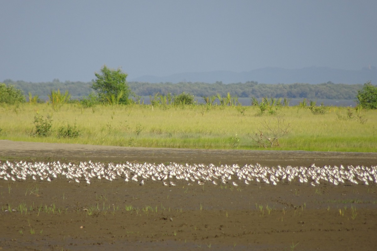 Tibetan Sand-Plover - ML643413393