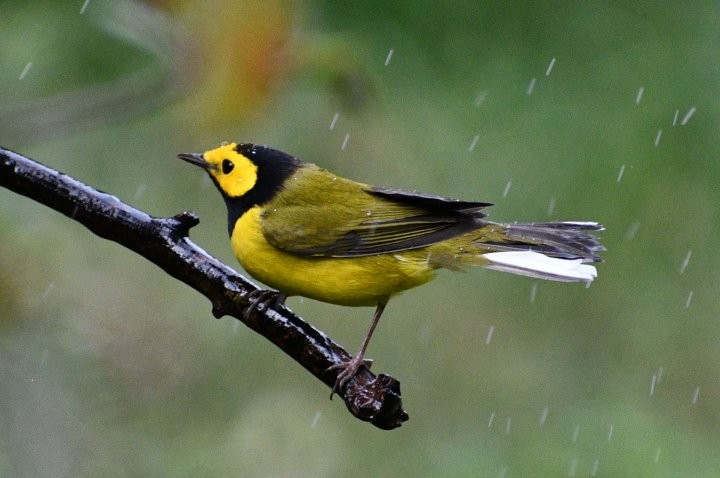Hooded Warbler - ML643413426