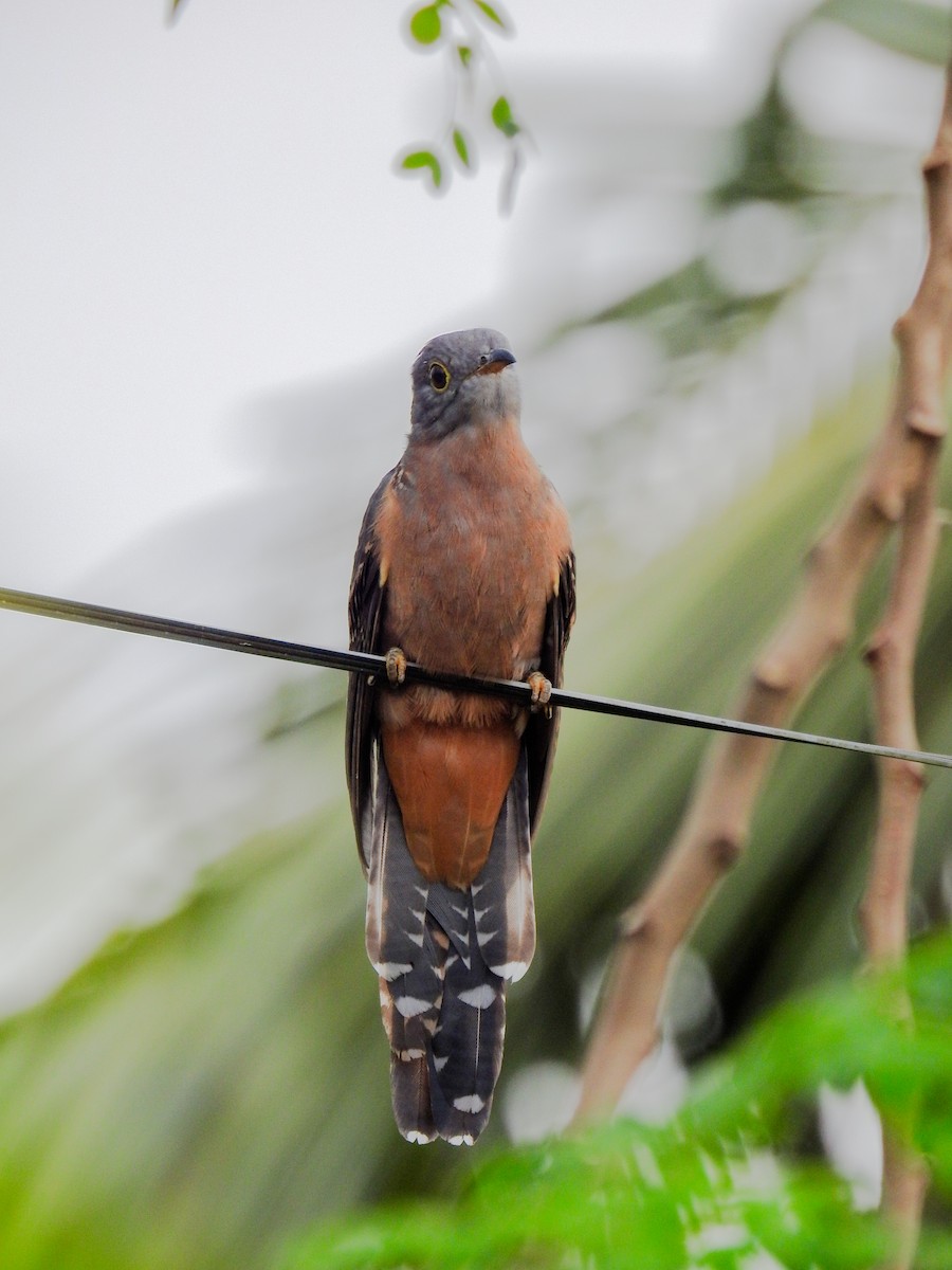 Sunda Brush Cuckoo - ML643413433