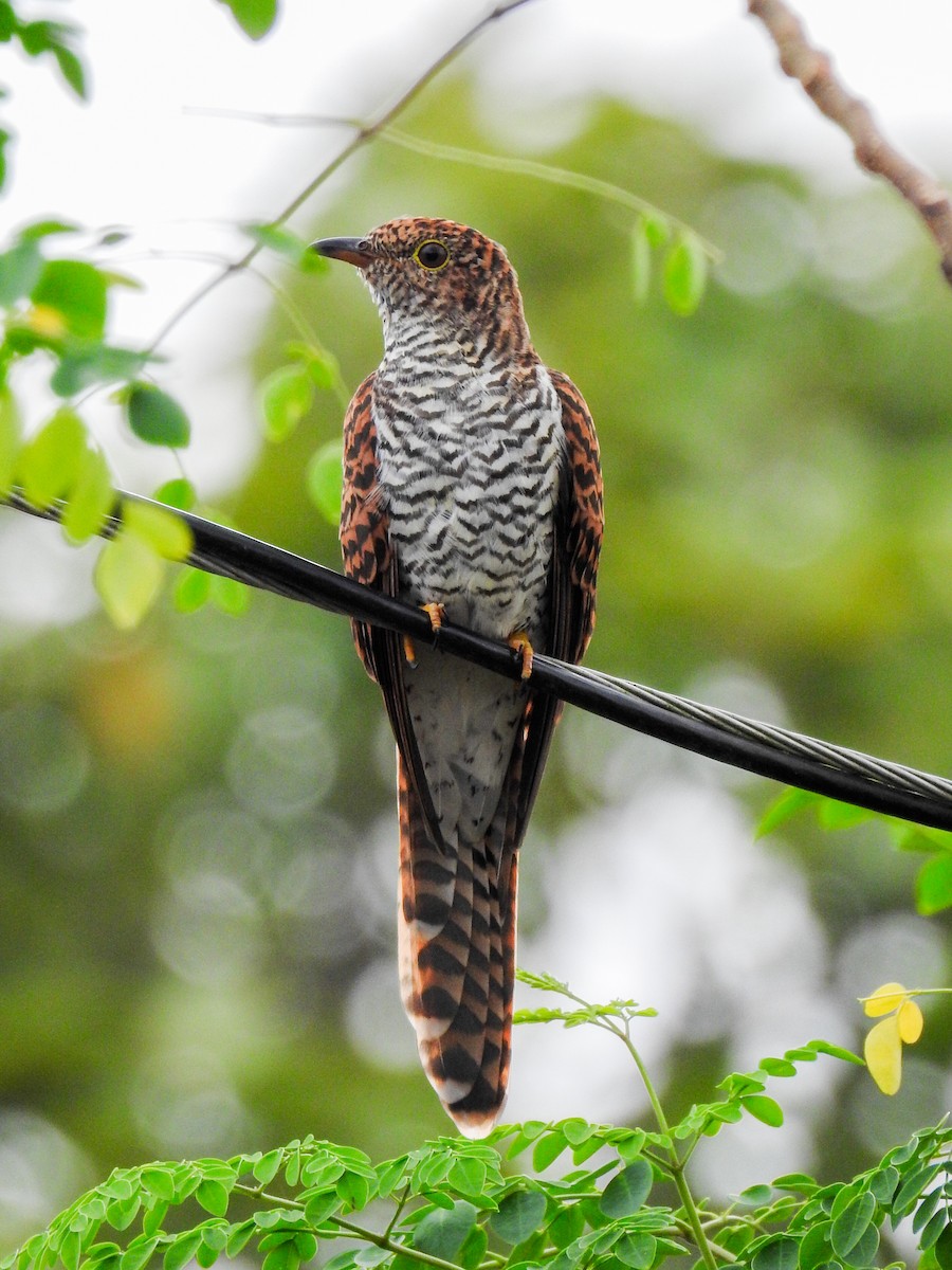 Sunda Brush Cuckoo - ML643413434