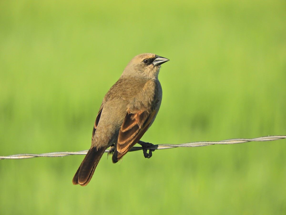 Grayish Baywing - ML643413435