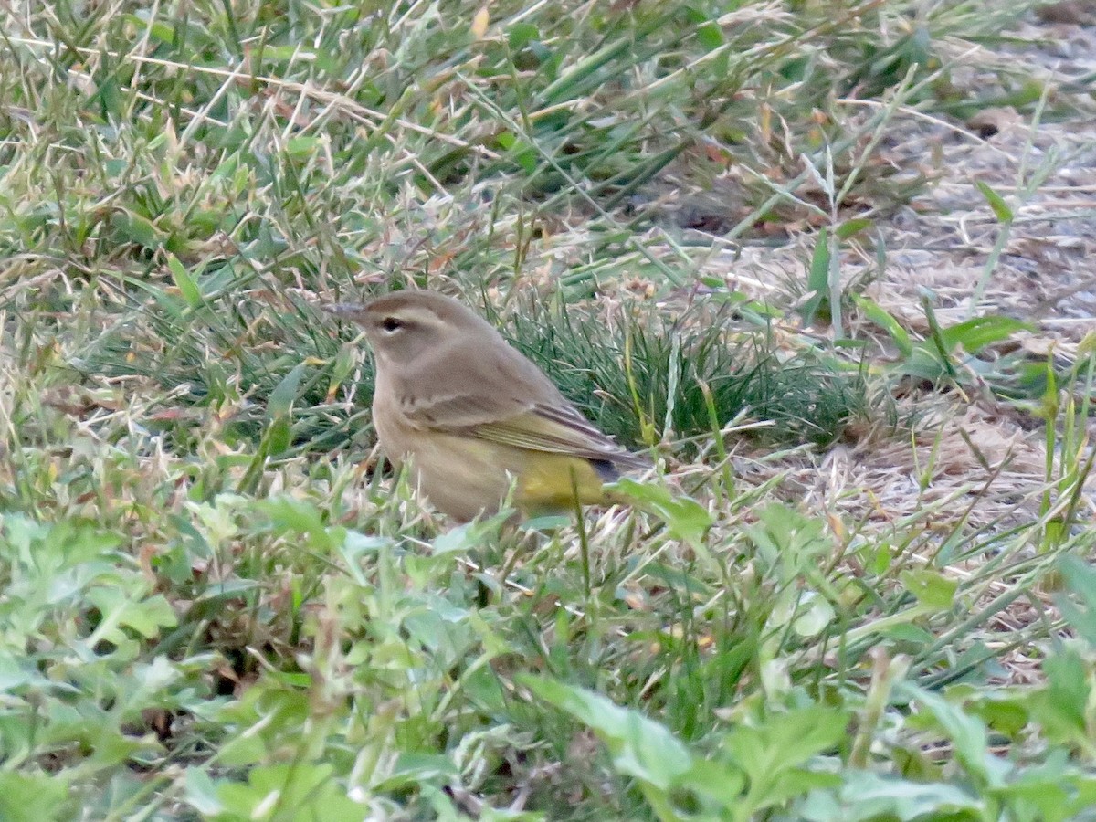 Palm Warbler - ML643413436