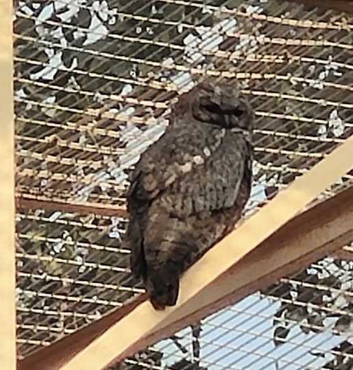 Mottled Wood-Owl - ML643413464
