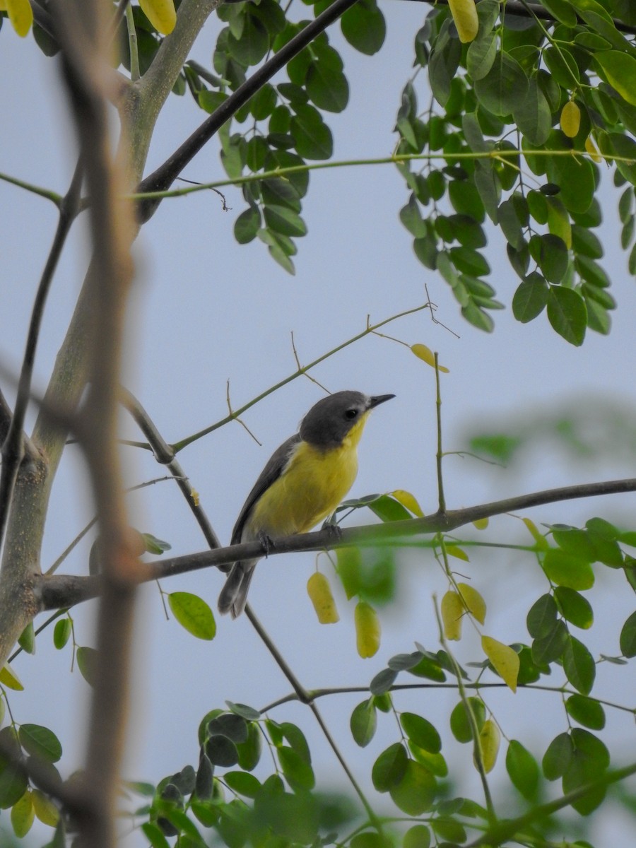 Golden-bellied Gerygone - ML643413467