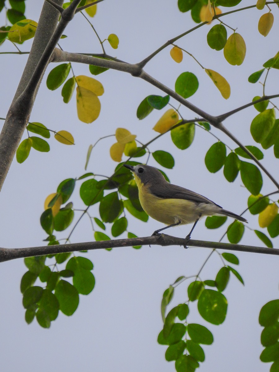 Golden-bellied Gerygone - ML643413468
