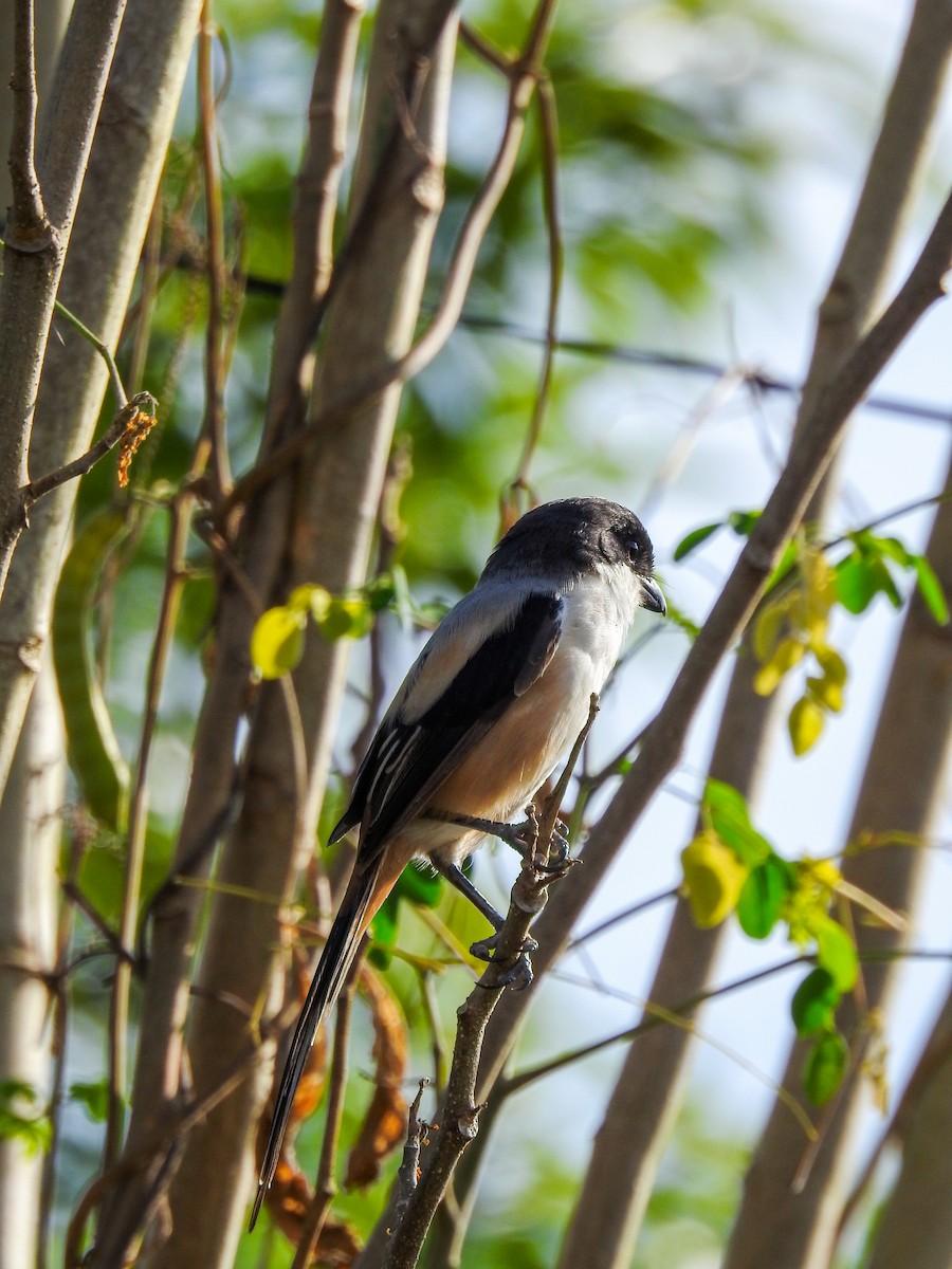 Long-tailed Shrike - ML643413476