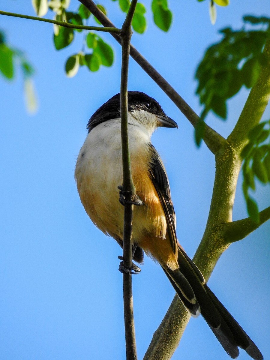 Long-tailed Shrike - ML643413477