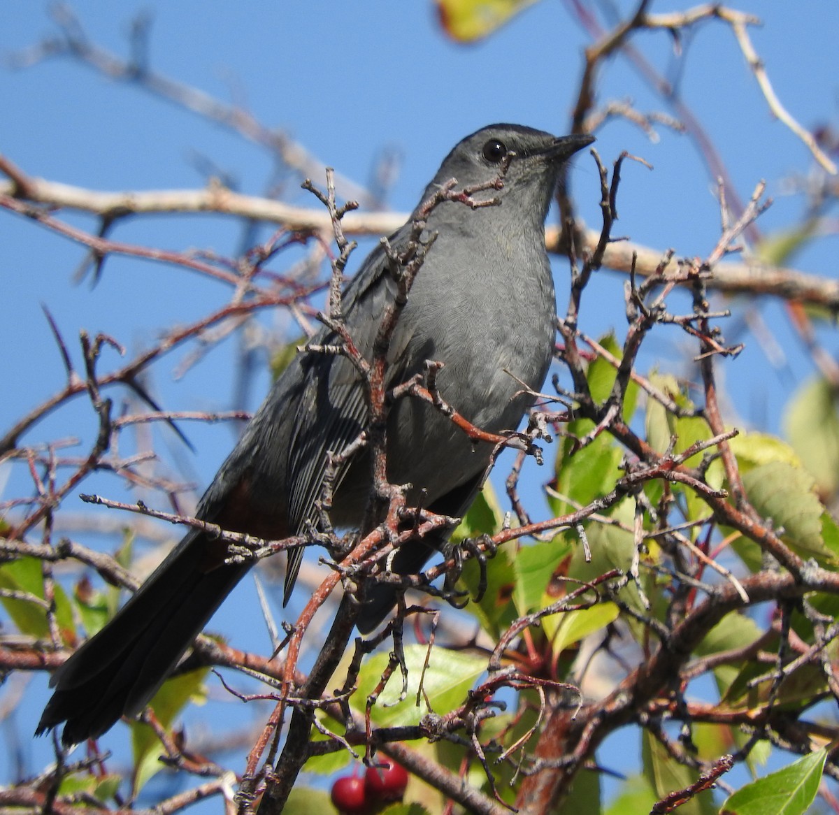 Gray Catbird - ML643413481