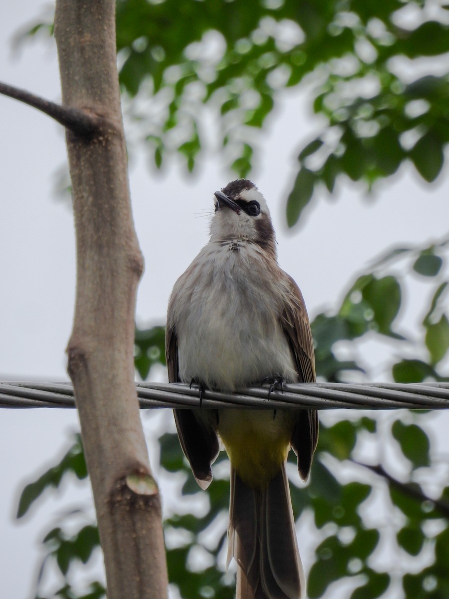 Yellow-vented Bulbul - ML643413486