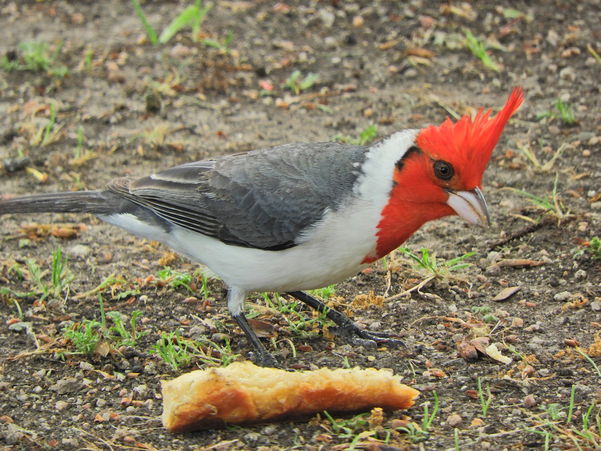 Red-crested Cardinal - ML643413496