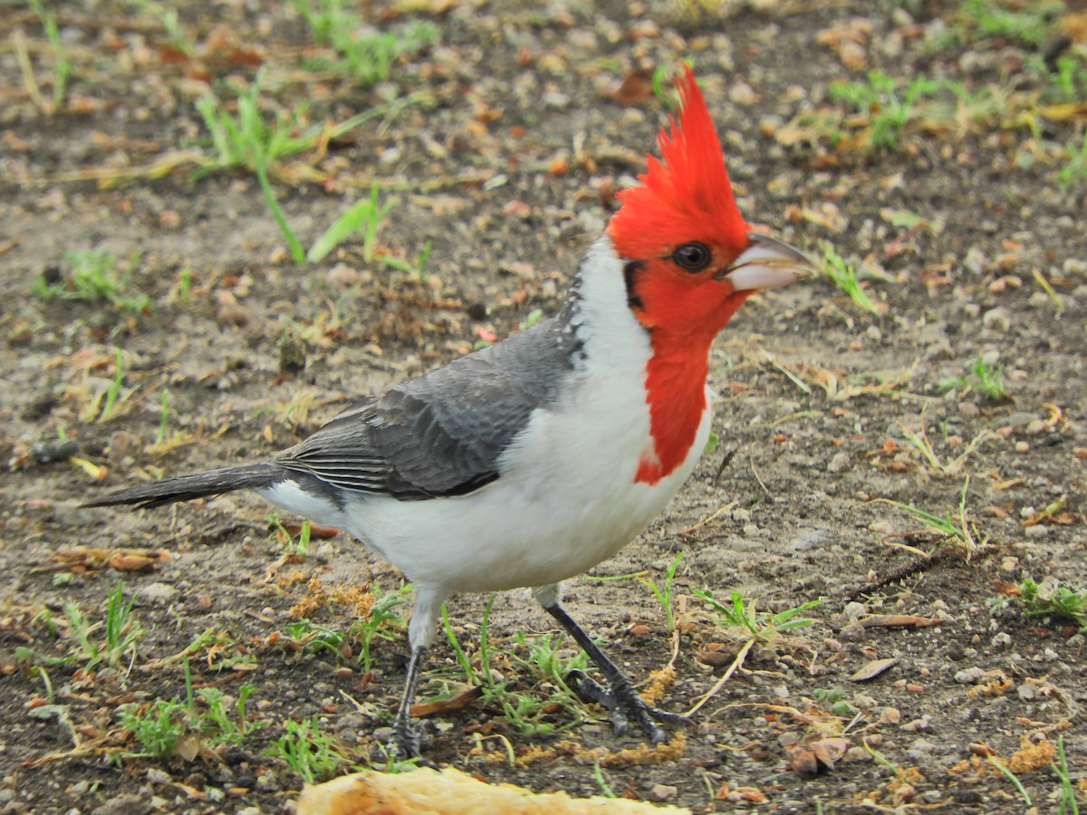 Red-crested Cardinal - ML643413497
