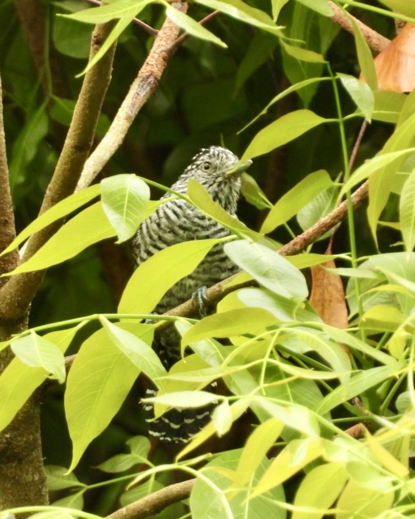 Bar-crested Antshrike - ML643413500