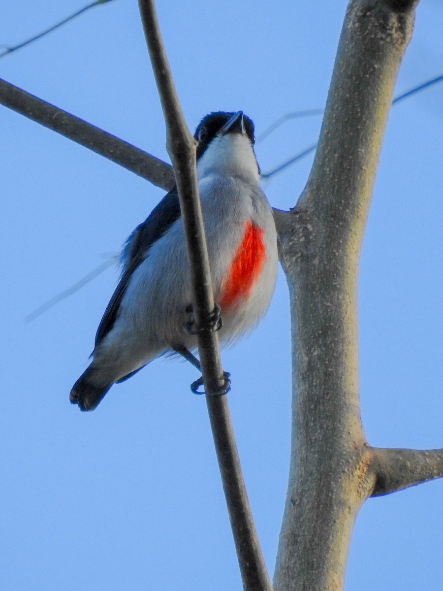 rødkjølblomsterfugl - ML643413522