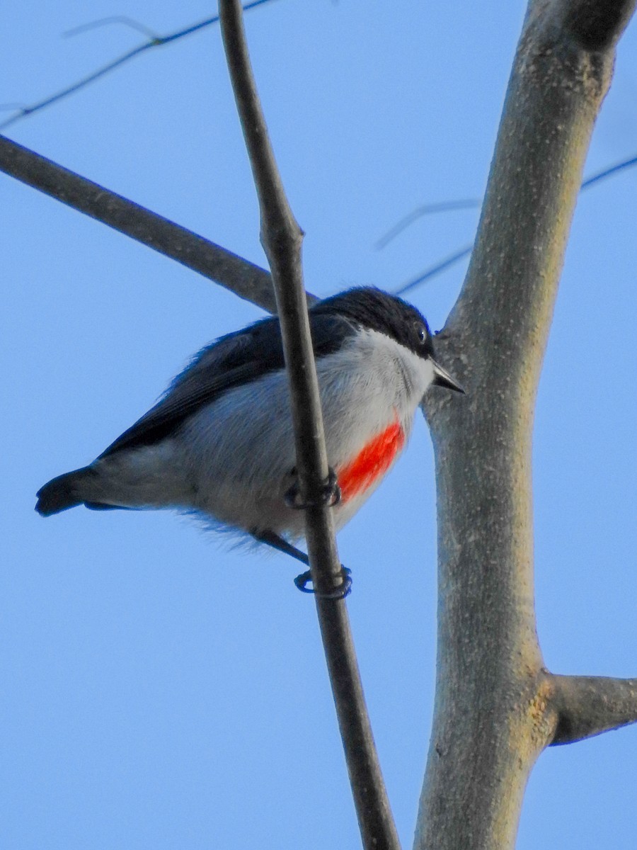 rødkjølblomsterfugl - ML643413523