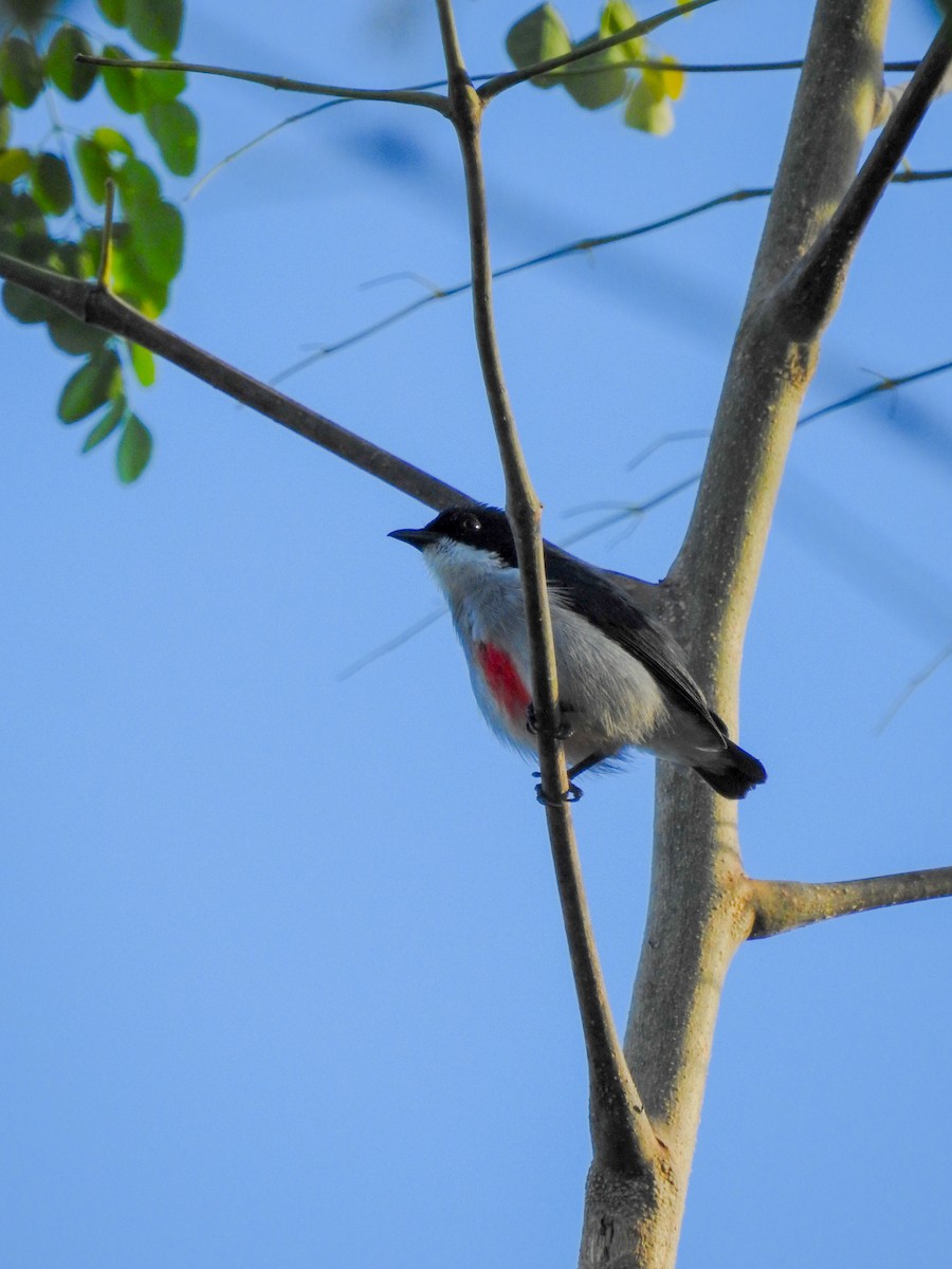 rødkjølblomsterfugl - ML643413524