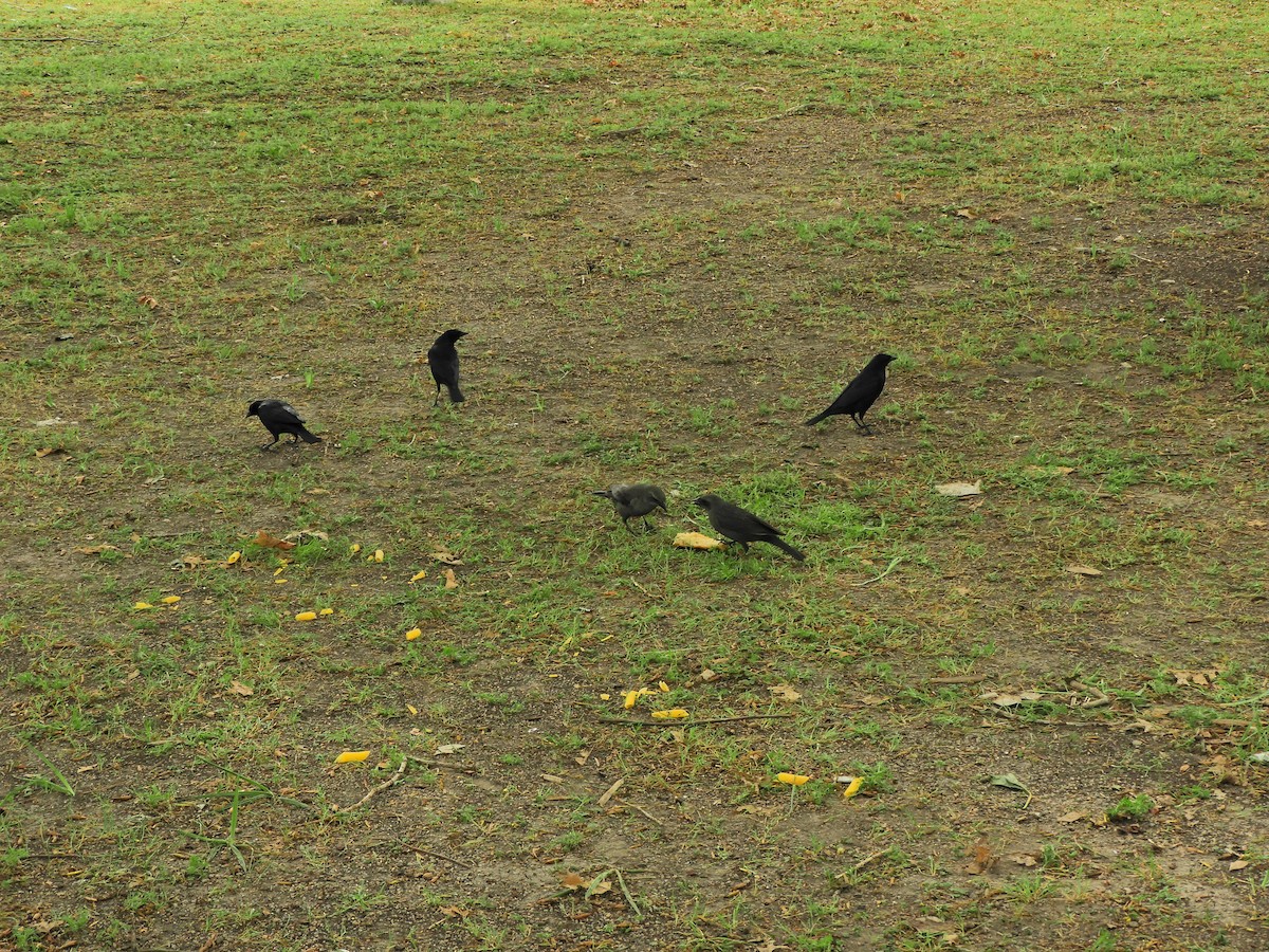 Shiny Cowbird - ML643413526