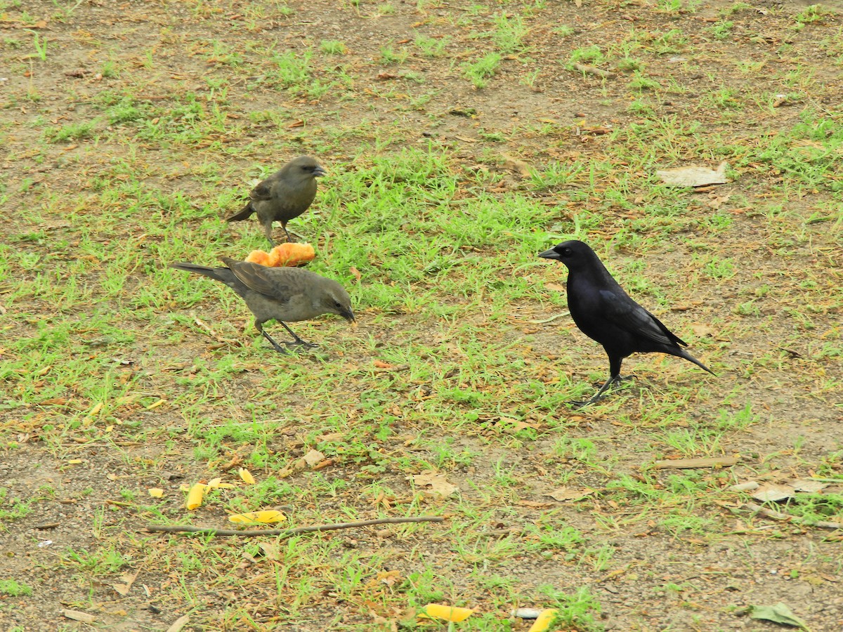 Shiny Cowbird - ML643413527