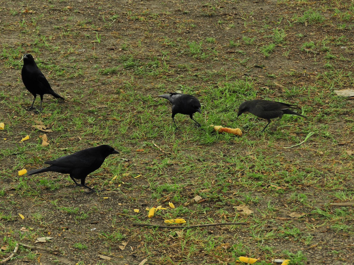 Shiny Cowbird - ML643413528