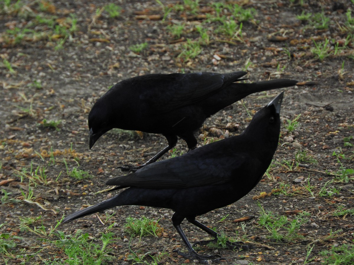 Shiny Cowbird - ML643413529