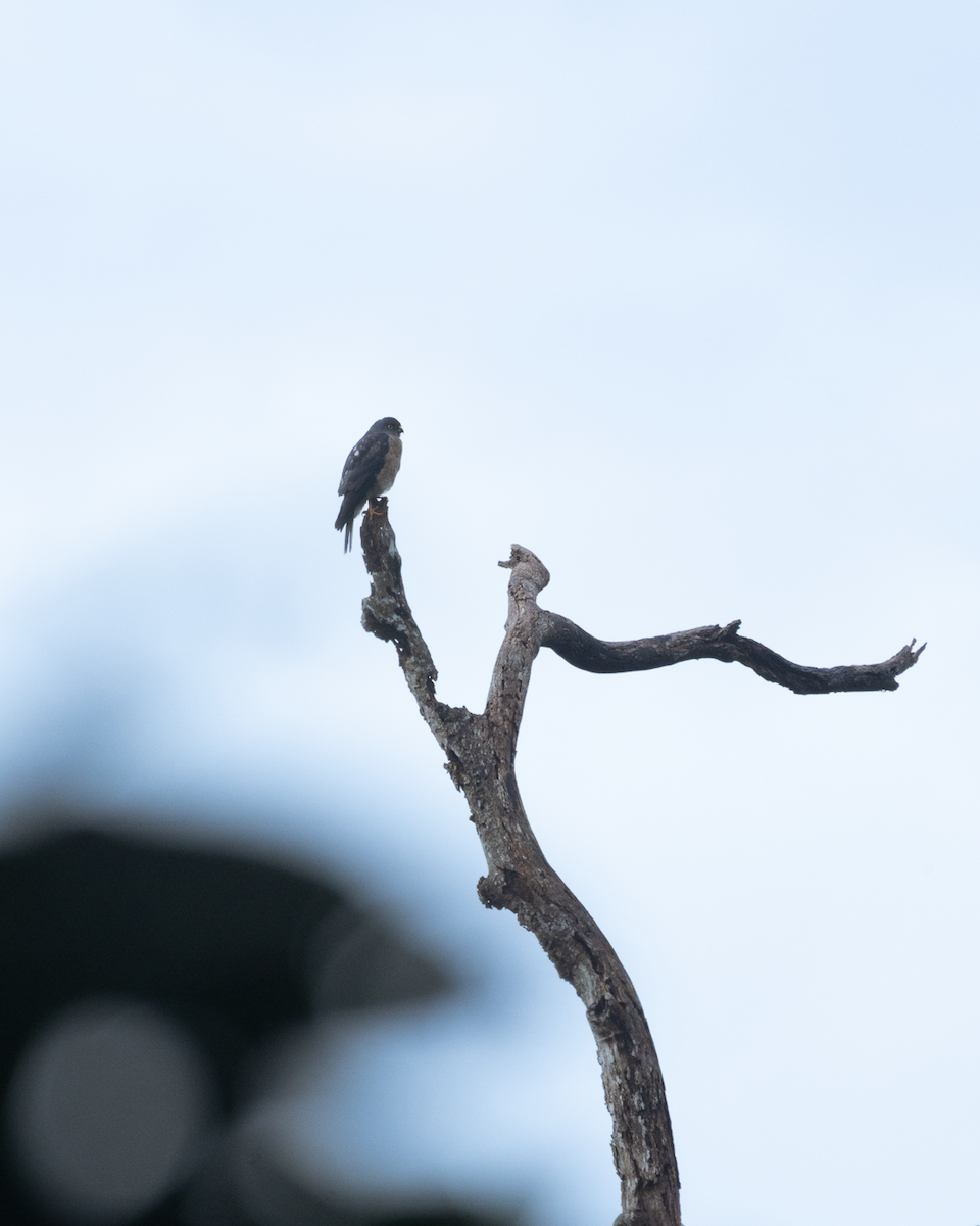 Chinese Sparrowhawk - ML643413533