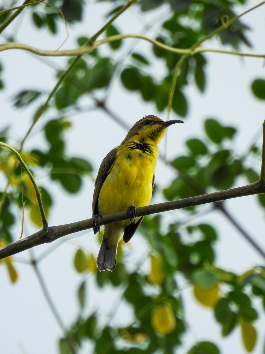 Garden Sunbird - ML643413535