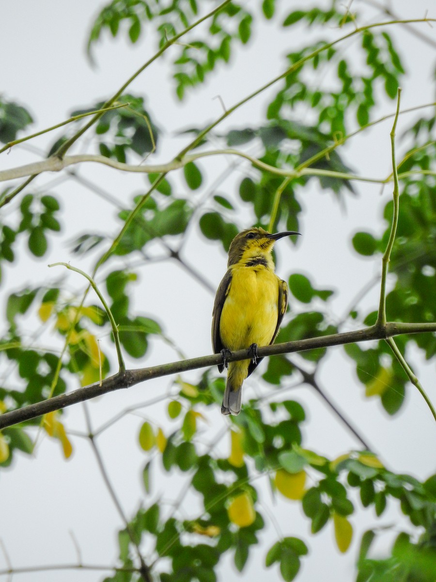 Garden Sunbird - ML643413536