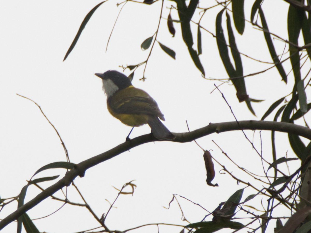 Golden Whistler (Eastern) - ML643413541