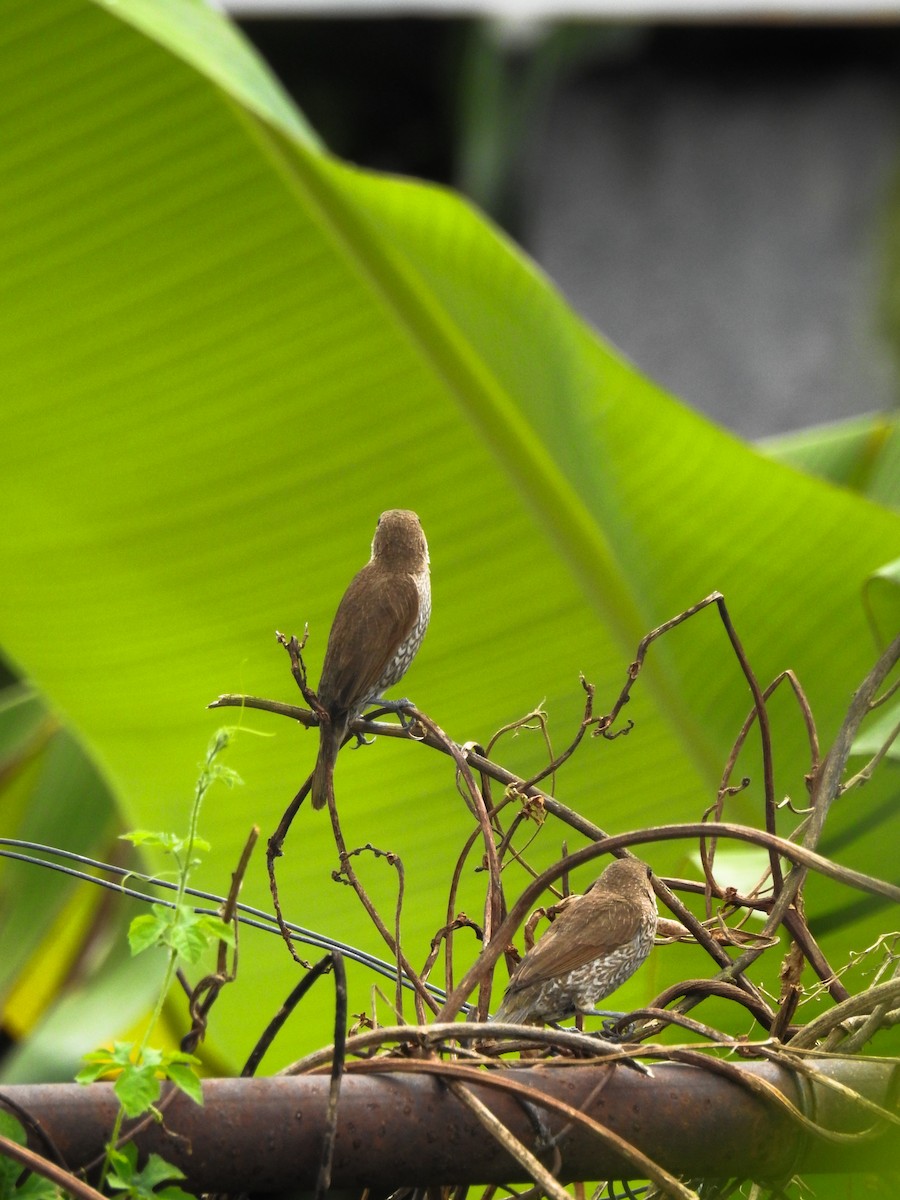 Scaly-breasted Munia - ML643413543