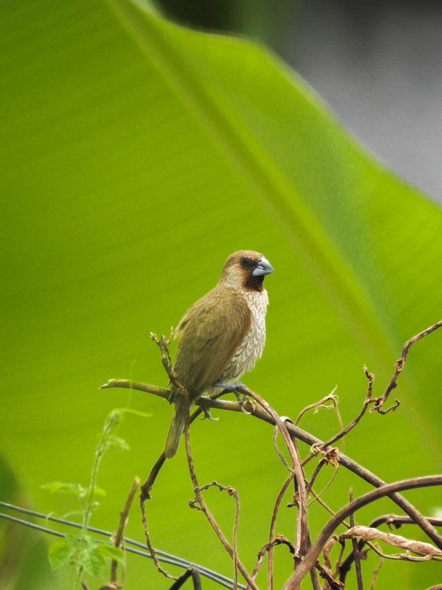 Scaly-breasted Munia - ML643413544