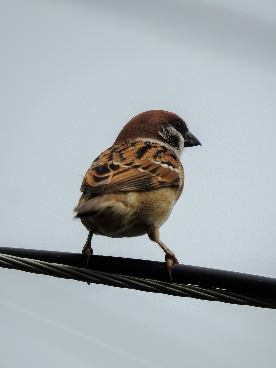 Eurasian Tree Sparrow - ML643413554