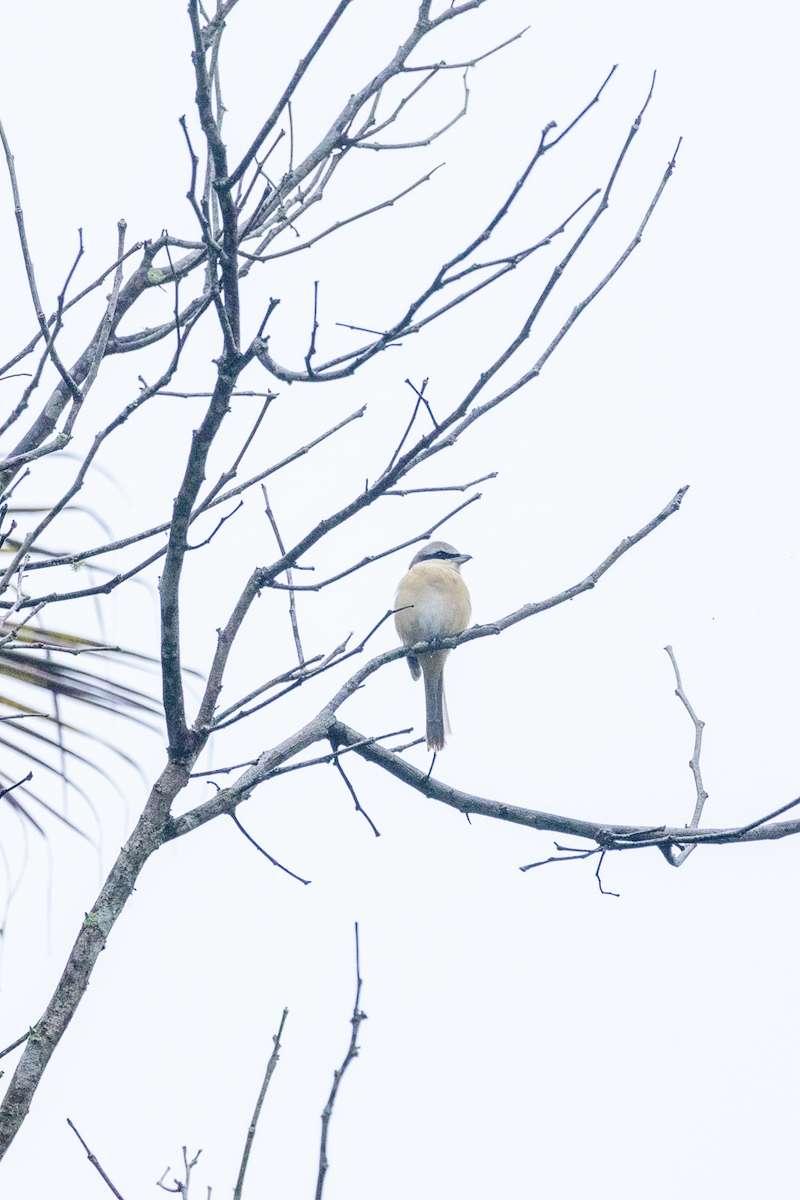 Brown Shrike - ML643413555
