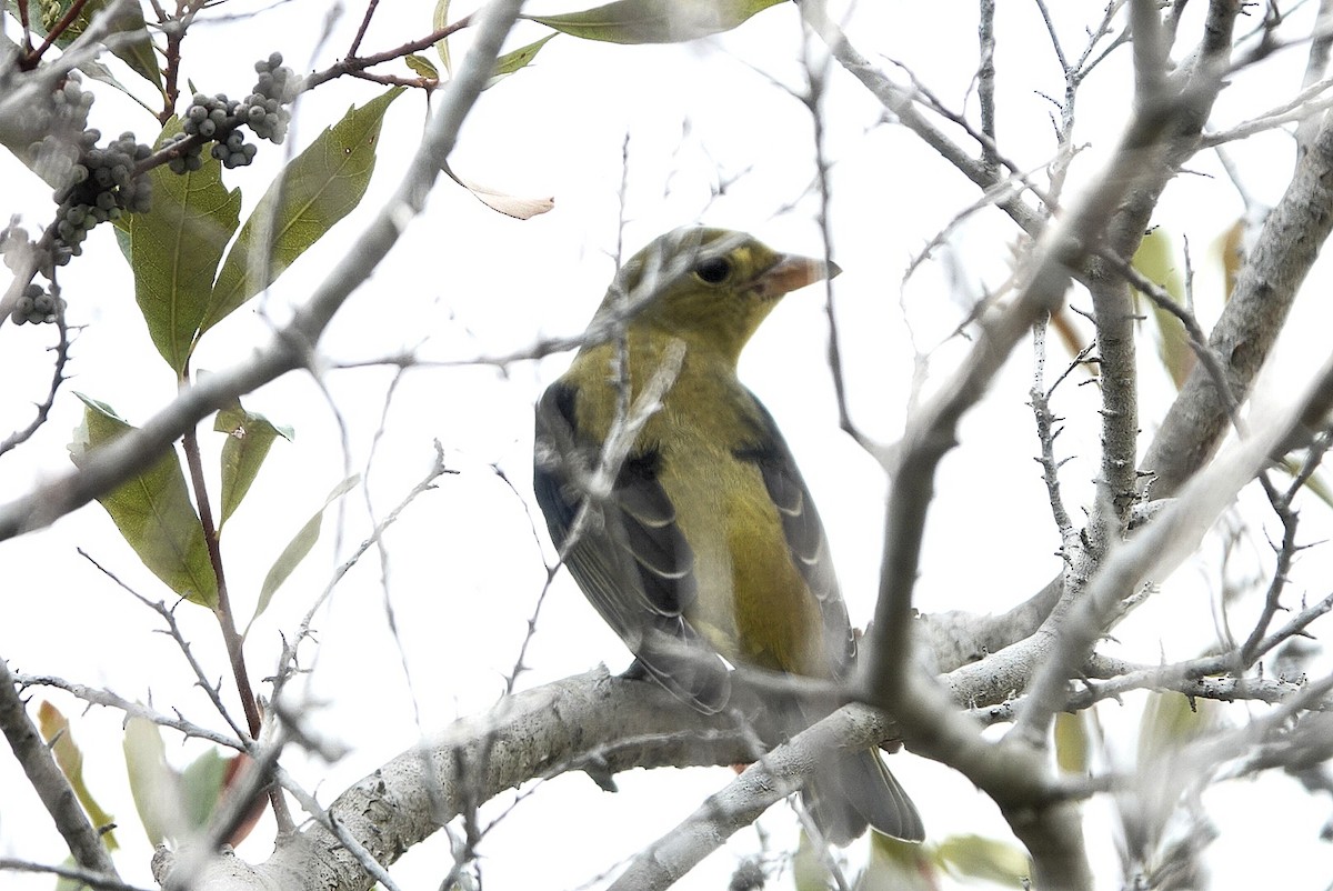 Scarlet Tanager - ML643413558