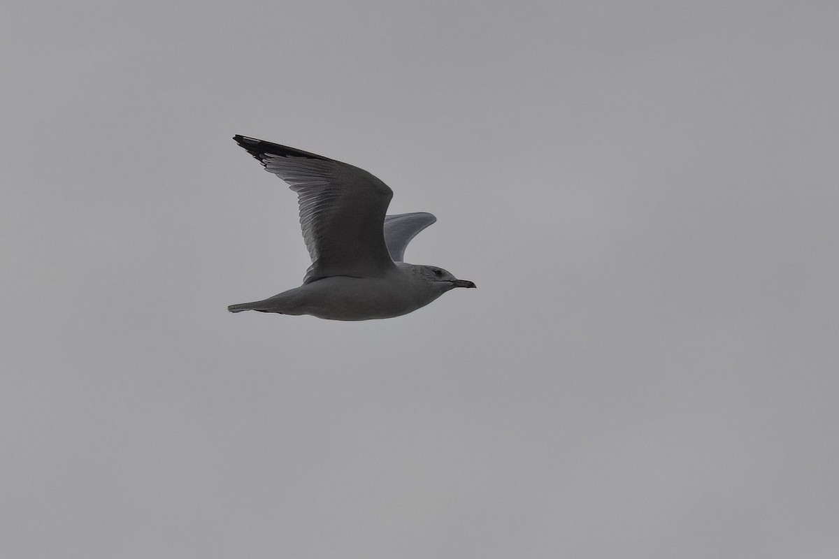 Ring-billed Gull - ML643413565